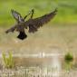 Voir l’image : ibis falcinels