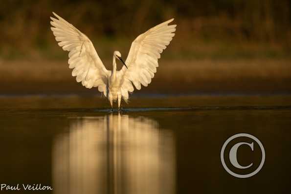 Aigrette garzette