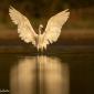 Voir l’image : Aigrette garzette