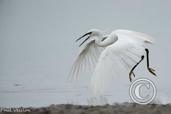 Aigrette garzette