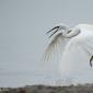 Voir l’image : Aigrette garzette