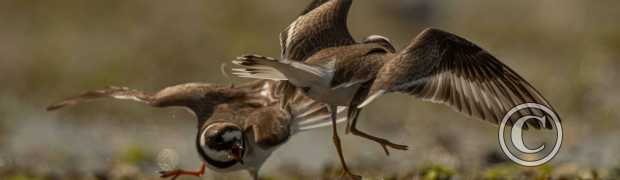 échassiers:
Grands gravelots
