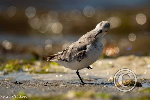 Bécasseau sanderling