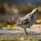 Voir l’image : Bécasseau sanderling