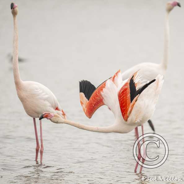 Flamants roses