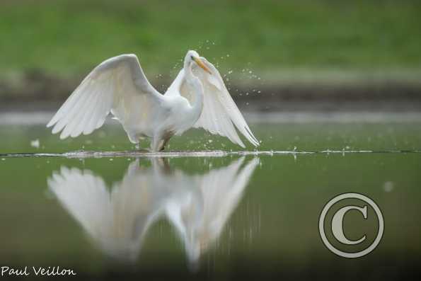 Grande aigrette