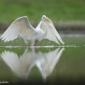 Voir l’image : Grande aigrette