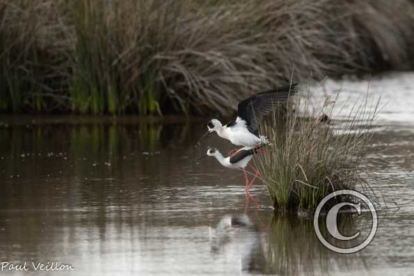 Echasses blanches (accouplement)