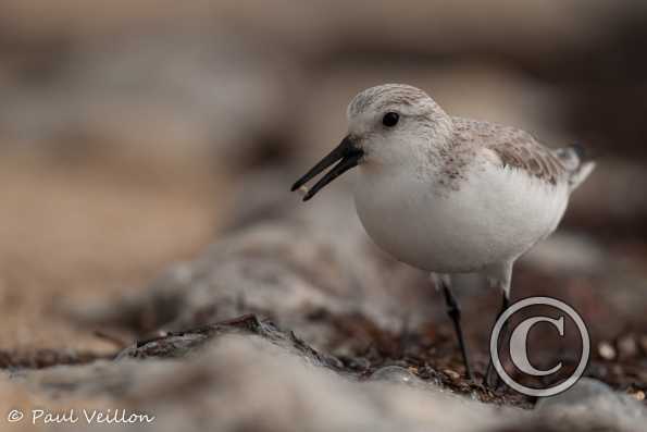 bécasseau sanderling