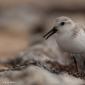 Voir l’image : bécasseau sanderling