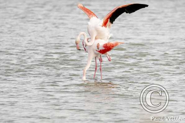 Flamants roses