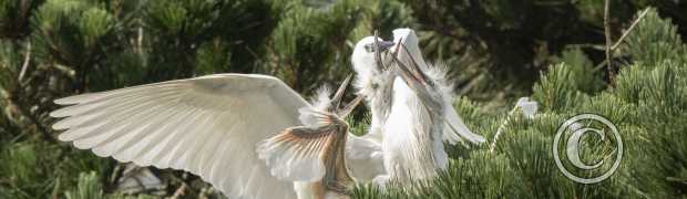 échassiers:
Aigrettes garzettes