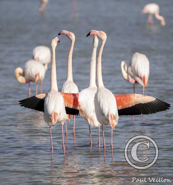 Flamants roses