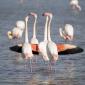 Voir l’image : Flamants roses