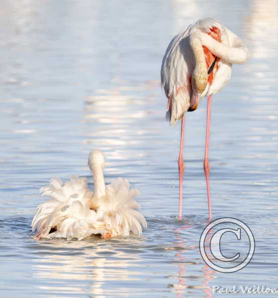 Flamants roses