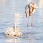 Voir l’image : Flamants roses