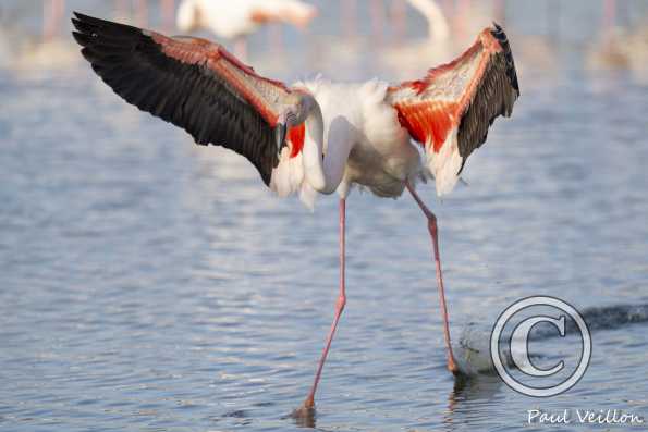 Flamant rose