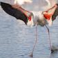 Voir l’image : Flamant rose