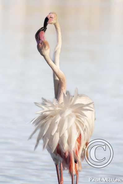 Flamants roses