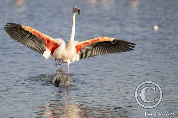 Flamant rose