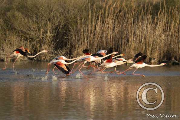 Flamants roses