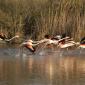 Voir l’image : Flamants roses