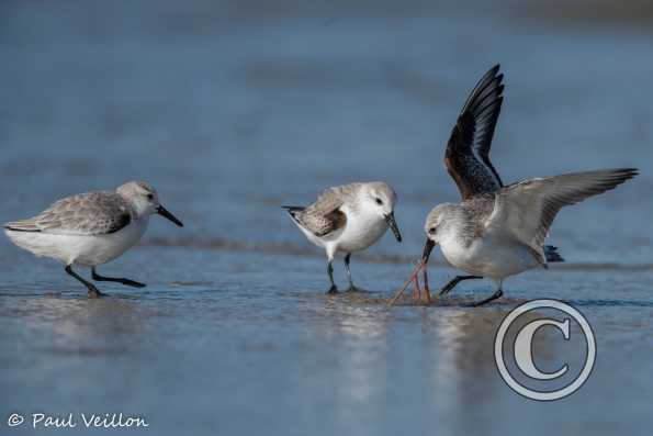 bécasseaux sanderlings