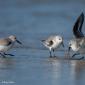 Voir l’image : bécasseaux sanderlings