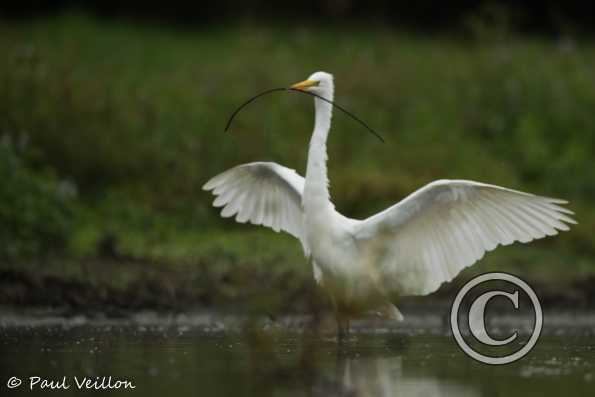 Grande aigrette