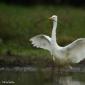 Voir l’image : Grande aigrette