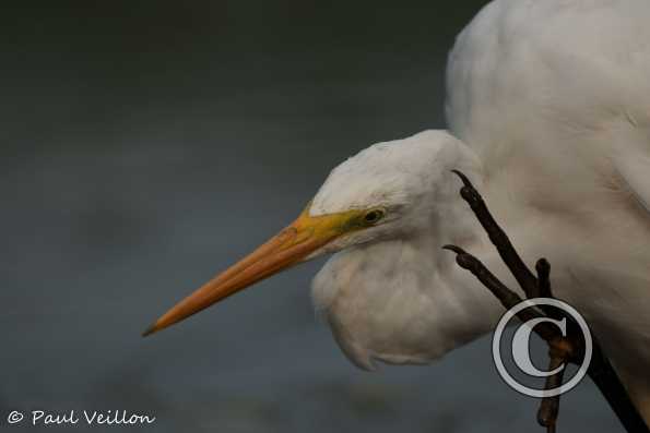 grande aigrette