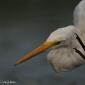 Voir l’image : grande aigrette