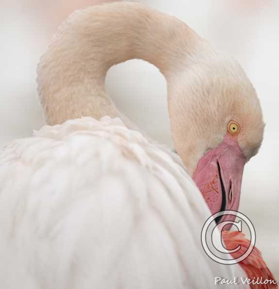 Flamant rose