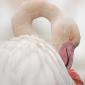 Voir l’image : Flamant rose