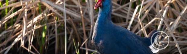 échassiers:
Talève sultane