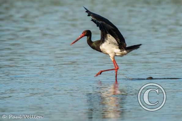 Cigogne noire