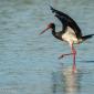 Voir l’image : Cigogne noire