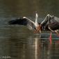 Voir l’image : Cigogne noire et héron cendré