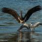 Voir l’image : Cigogne noire et héron cendré