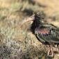 Voir l’image : Ibis chauve