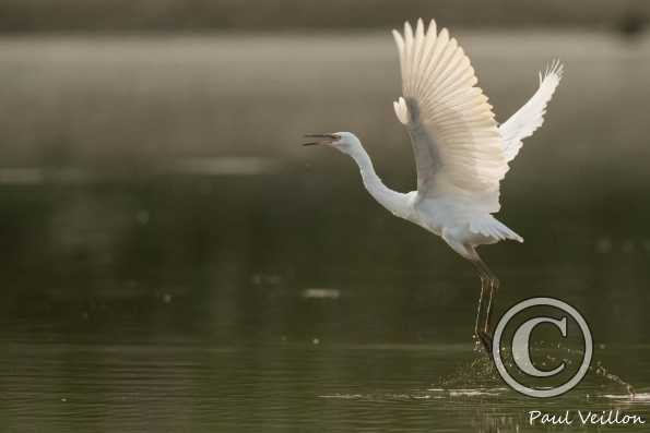 Aigrette garzette