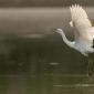 Voir l’image : Aigrette garzette