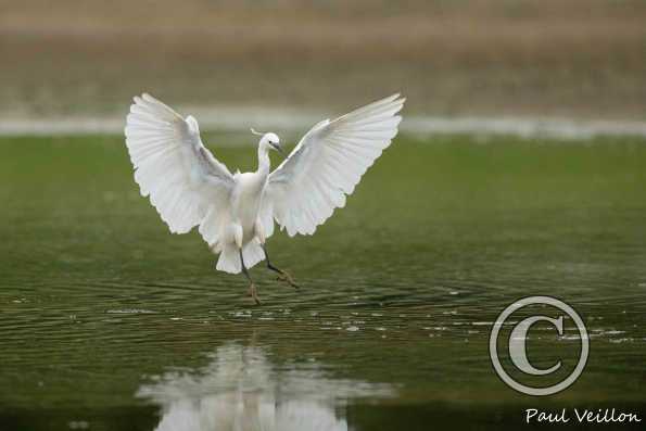 Aigrette garzette