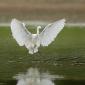 Voir l’image : Aigrette garzette