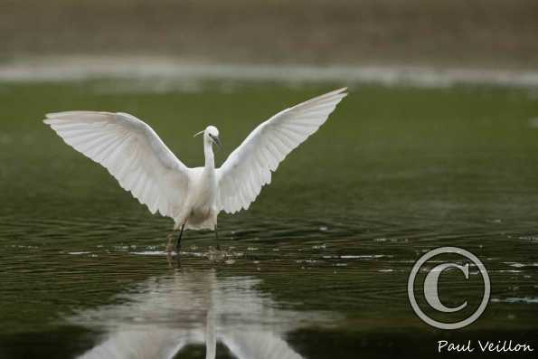 Aigrette garzette