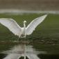 Voir l’image : Aigrette garzette