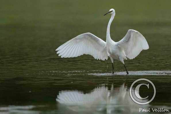 Aigrette garzette