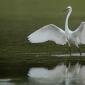 Voir l’image : Aigrette garzette