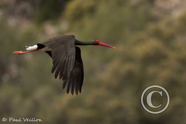 Cigogne noire