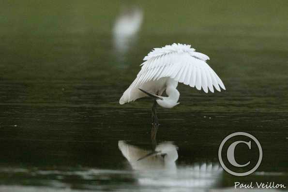 Aigrette garzette